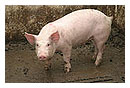 В Оренбуржье прибыли элитные венгерские свиньи.